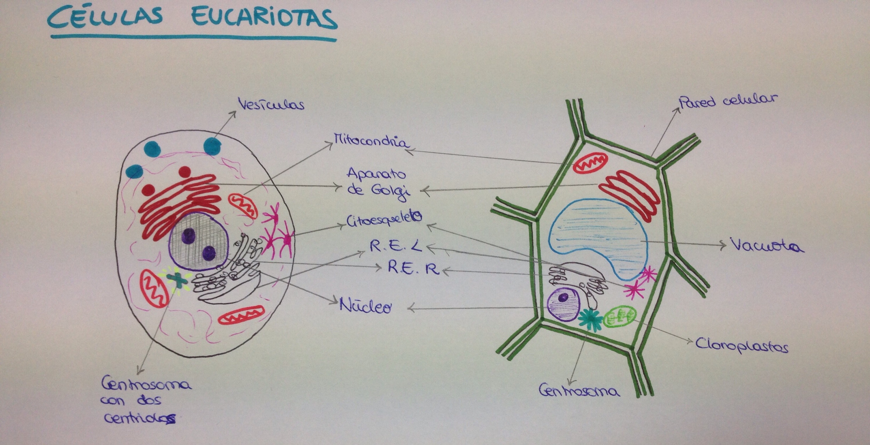 Dibujo de una célula procariota y dos eucariotas – Más esquemas son menos  temas